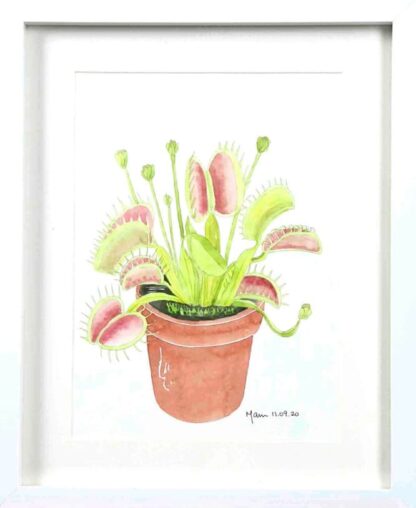 Watercolour painting of Venus Fly Trap by Irish artist. Buy paintings for your home or office 100% hassle free shopping